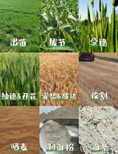小麦什么时候收割,小麦各地收割时间
