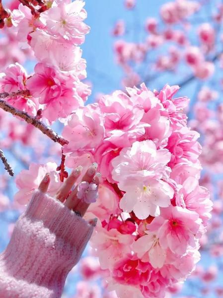 固镇樱花园什么时候开花?几月份去看比较好?
